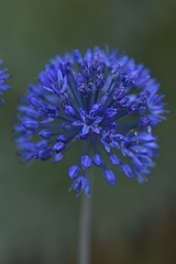 Allium caeruleum