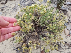 Helichrysum asperum