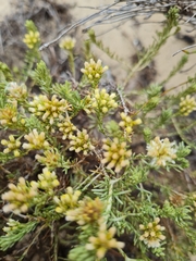 Helichrysum asperum