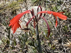 Cyrtanthus fergusoniae