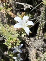 Wahlenbergia calcarea