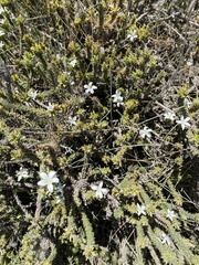 Wahlenbergia calcarea