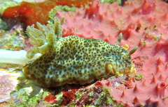 Chromodoris mandapamensis