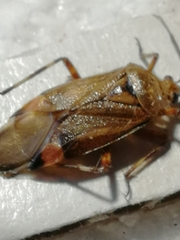 Deraeocoris olivaceus