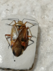 Deraeocoris olivaceus