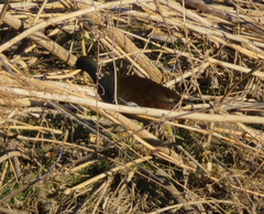 Gallinula chloropus