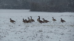 Branta canadensis