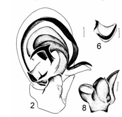 Xysticus pseudocristatus