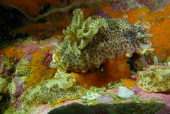 Chromodoris mandapamensis