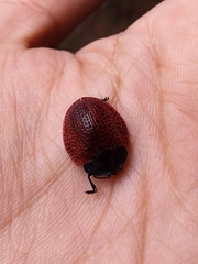 Botanochara impressa