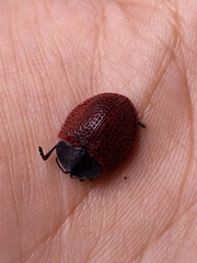 Botanochara impressa