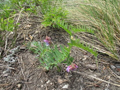Vicia nervata