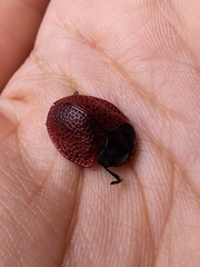 Botanochara impressa