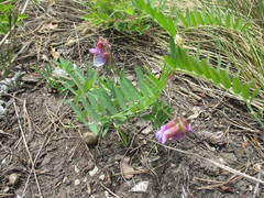 Vicia nervata