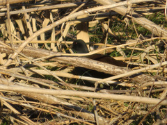 Gallinula chloropus
