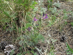 Astragalus suffruticosus