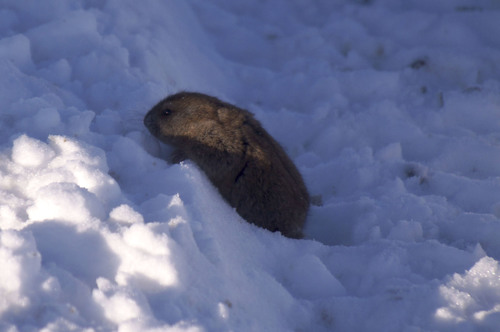 Brown Lemming