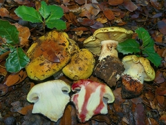 Cortinarius vellingae