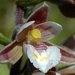 Marsh Helleborine - Photo (c) Bas Kers, some rights reserved (CC BY-NC-SA)