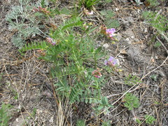 Vicia nervata
