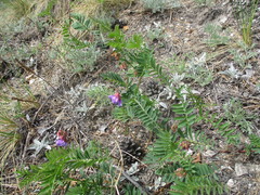 Vicia nervata