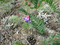 Vicia nervata