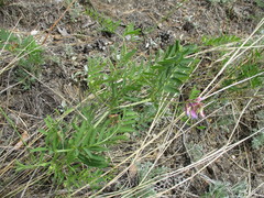 Vicia nervata