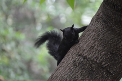 Sciurus aureogaster