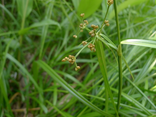Scirpus rosthornii iNat (1)