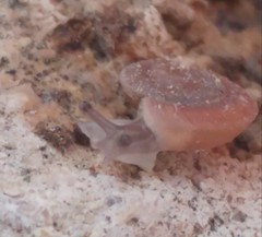 Caracollina lenticula