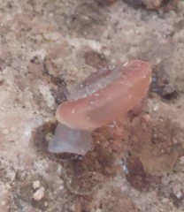 Caracollina lenticula