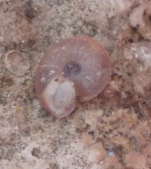 Caracollina lenticula
