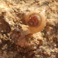 Caracollina lenticula