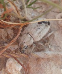 Strophomorphus porcellus