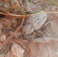 Strophomorphus porcellus