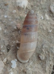 Image of Buliminus glabratus