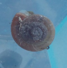 Caracollina lenticula