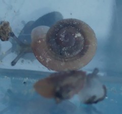 Caracollina lenticula