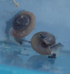 Caracollina lenticula