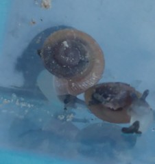 Caracollina lenticula