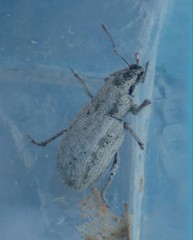 Strophomorphus porcellus