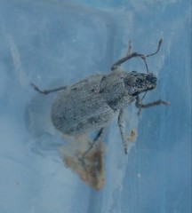 Strophomorphus porcellus