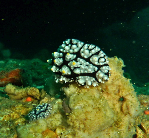 Elegant Phyllidia (Phyllidia elegans)
