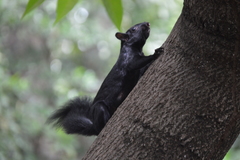 Sciurus aureogaster
