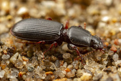Clivina