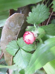 Potentilla hebiichigo