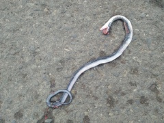 Coelognathus flavolineatus