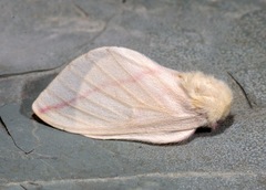 Dryocampa rubicunda alba