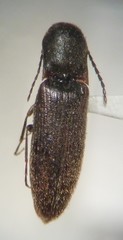 Dalopius tristis