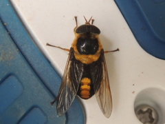 Scaptia pulchra